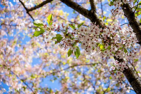 Hermosas ramas de cerezo en flor contra el cielo azul en el día soleado, enfoque selectivo — Imagen de stock Hermosas Ramas Cerezo Flor Contra Cielo Azul Día Soleado Enfoque Imagen De Stock