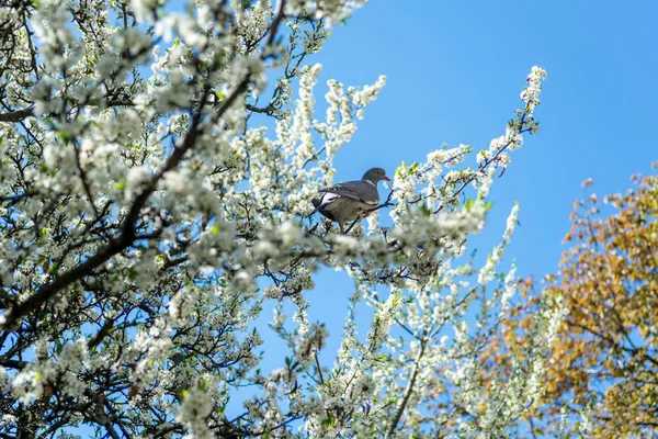 Pigeon sitting on branch with flowers of cherry blossom tree in botanical garden — Stock Image Pigeon Sitting Branch Flowers Cherry Blossom Tree Botanical Garden Stock Photo