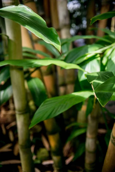 Selective focus of green leaves of bamboo trees with sunlight — Stock Image Selective Focus Green Leaves Bamboo Trees Sunlight Stock Photo