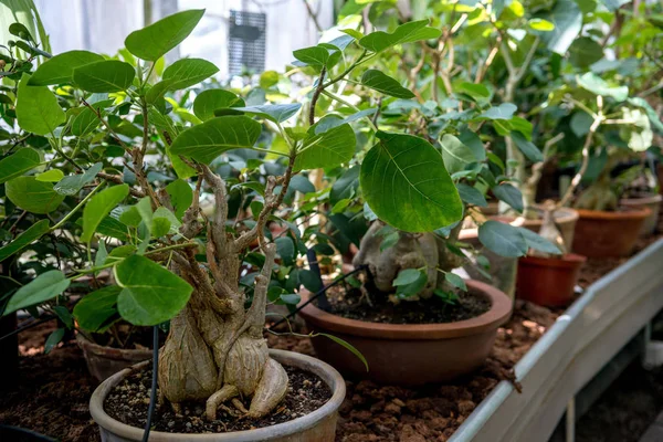 Bonsai — Stock Image Bonsai Royalty Free Stock Photos