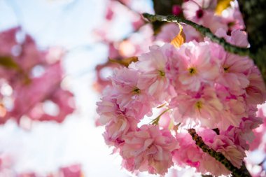 kiraz çiçeği ağacının dalları üzerinde pembe çiçek görünümü kadar kapatın 