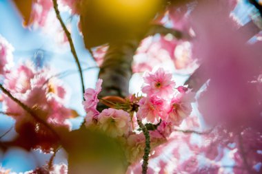 selective focus of pink flowers on branches of cherry blossom tree  clipart