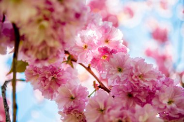 close up view of pink flowers on branches of sakura tree  clipart