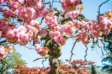 close up view of pink flowers on branches of sakura tree  clipart