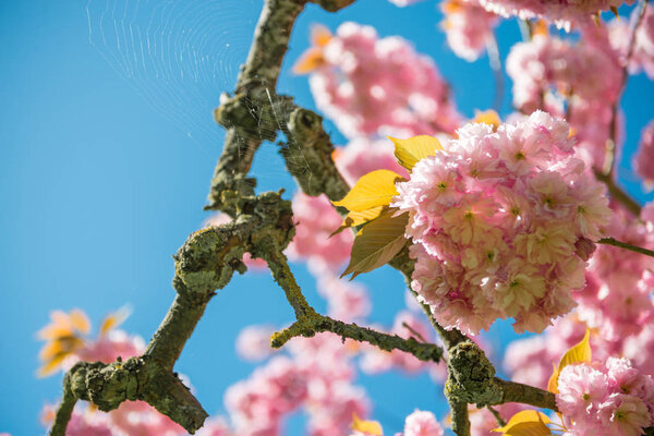 selective focus of pink flowers on branches of cherry blossom tree against blue cloudless sky