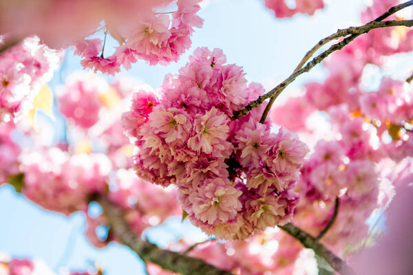 selective focus of pink flowers on branches of cherry blossom tree 