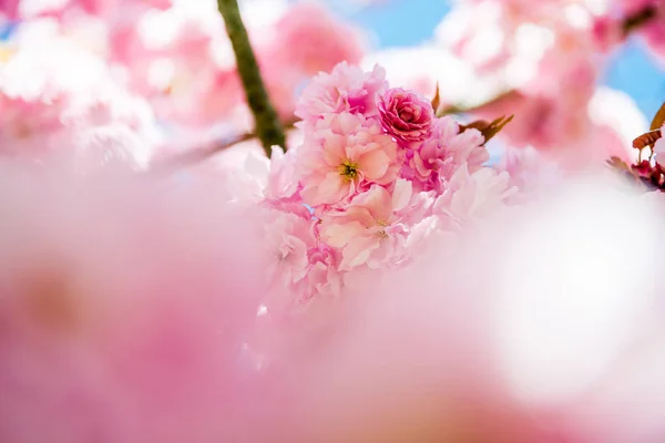 Foyer Sélectif Fleurs Roses Sur Les Branches Cerisier — Photo