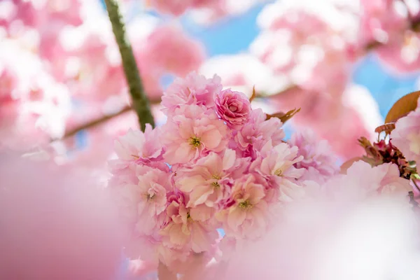Вибірковий Фокус Квітів Гілках Дерева Сакури — стокове фото