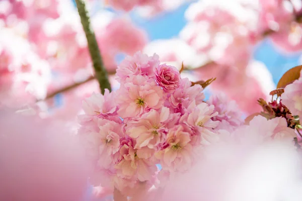 Enfoque Selectivo Las Flores Las Ramas Del Árbol Sakura — Foto de Stock