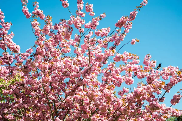 Nízký Úhel Pohledu Sakura Stromu Proti Jasně Modré Obloze Bez — Stock fotografie