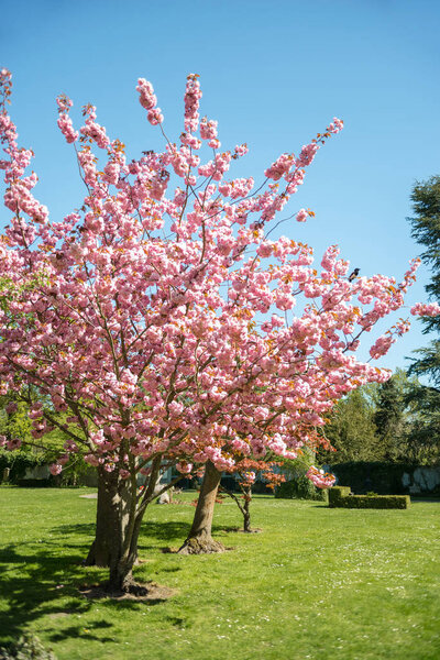 cherry blossom trees on green lawn in park of Copenhagen, Denmark