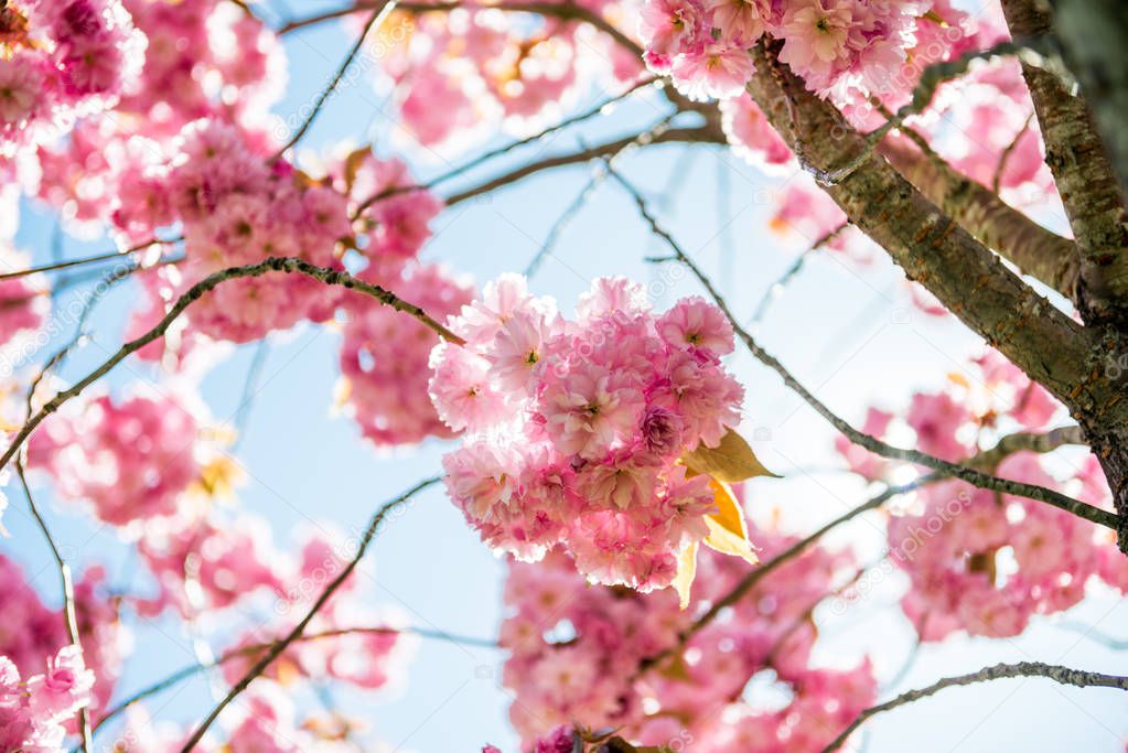 low angle view of pink flowers on branches of cherry blossom tree 