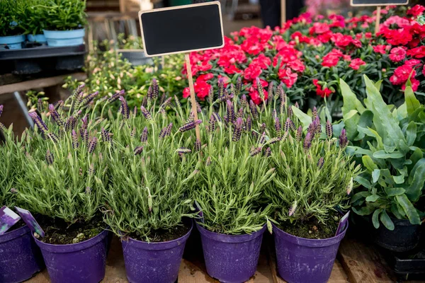 Close View Rosemary Flowers Pots Empty Black Board — Stock Photo, Image