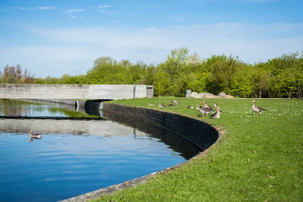 Scenic view of city river and ducks on green lawn in copenhagen, denmark — Stock Photo