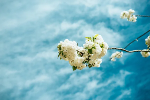 Vista da vicino del bellissimo fiore di ciliegio e cielo nuvoloso — Foto stock