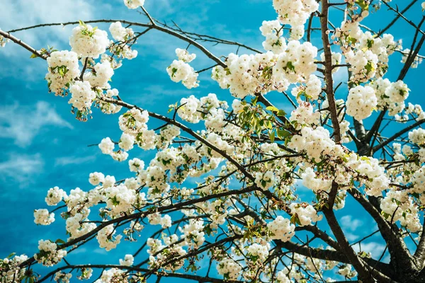 Fioritura — Foto stock