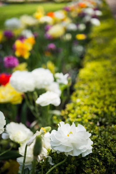 Close up view of beautiful ranunculus flowers in park — Stock Photo