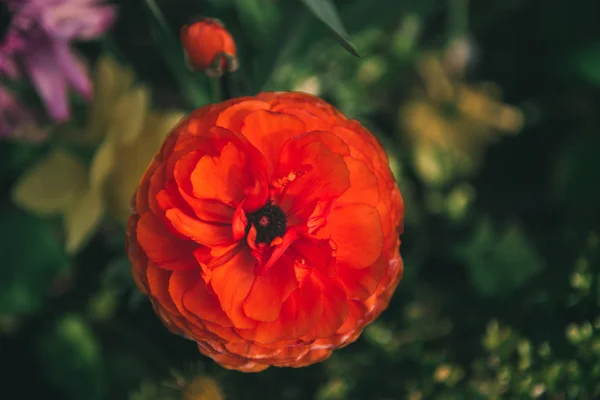 Rojo. - foto de stock