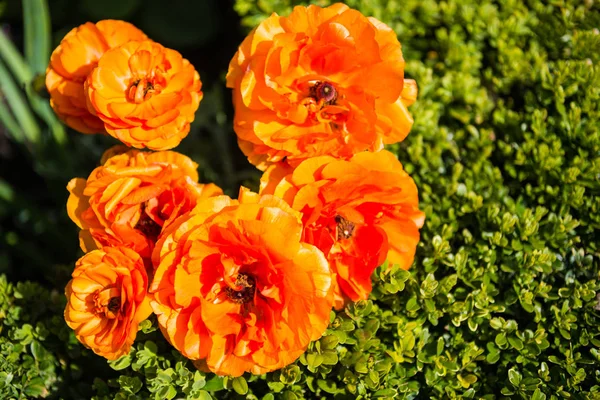 Top view of beautiful orange ranunculus flowers with green leaves background — Stock Photo