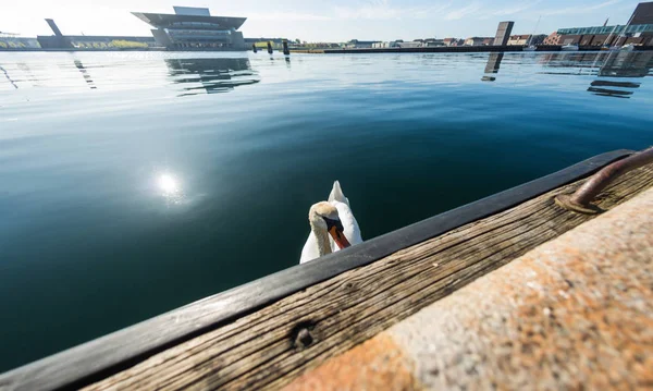 Bellissimo cigno bianco galleggiante sull'acqua vicino argine in copenhagen, denmark — Foto stock