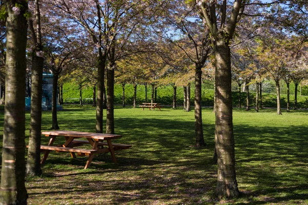 Mesas de madera y bancos entre hermosos árboles en el parque, copenhagen, denmark - foto de stock