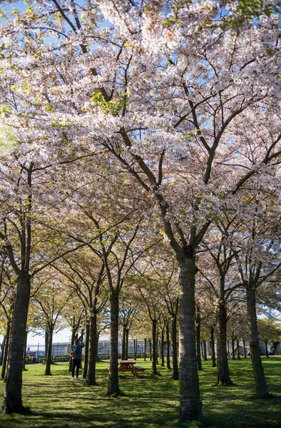 Fille dans le parc avec de beaux arbres en fleurs, copenhagen, Danemark — Photo de stock