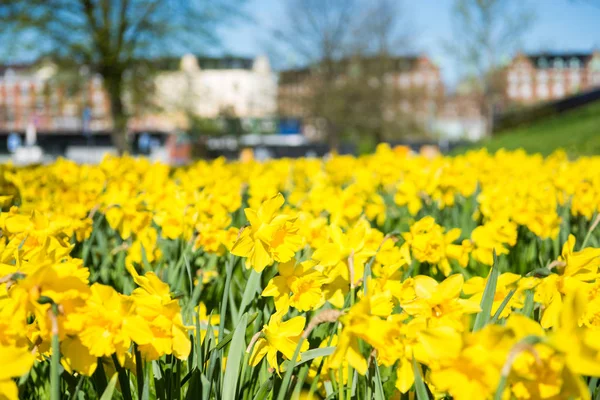 Daffodils — Stock Photo