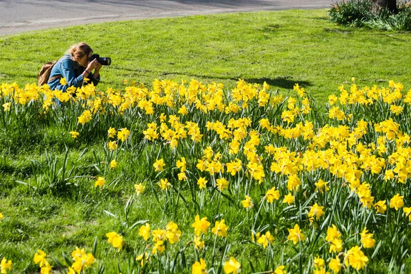 Menina com câmera fotografar bonito amarelo narcisos — Fotografia de Stock