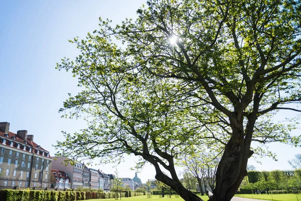 Beautiful green tree and historical architecture in copenhagen, denmark — Stock Photo