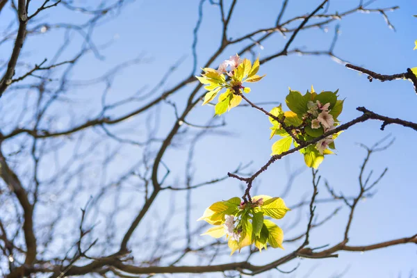 Flores en las ramas del árbol contra el cielo azul sin nubes - foto de stock