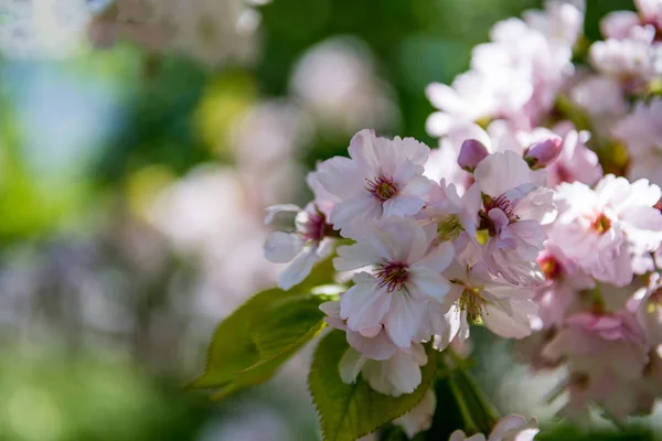 Messa a fuoco selettiva di fiori di ciliegio su sfondo sfocato — Foto stock