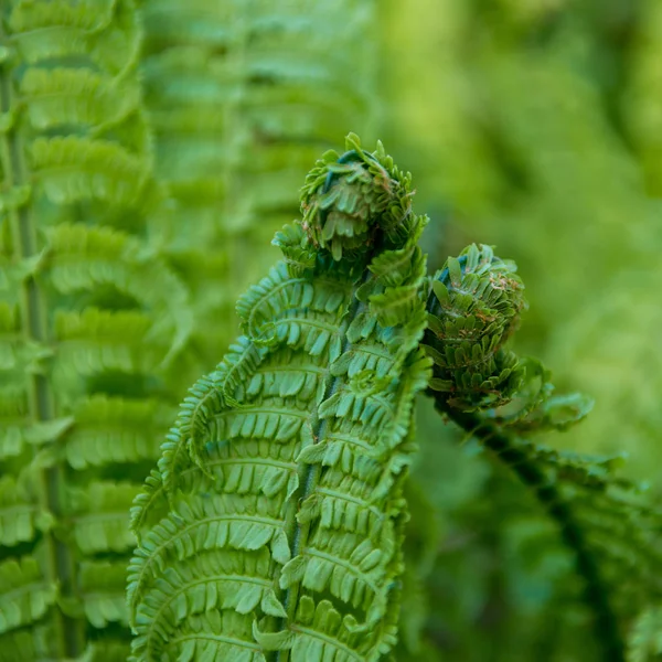 Close up view of beautiful green fern on blurred background — Stock Photo