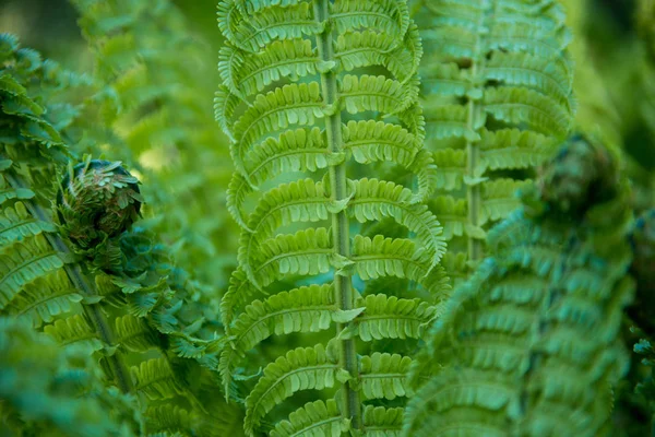 Nahaufnahme von schönen grünen Farnen auf verschwommenem Hintergrund — Stockfoto