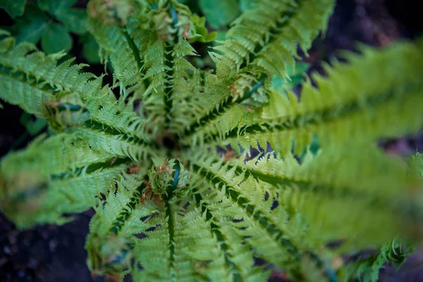 Селективный фокус красивого зеленого папоротника в ботаническом саду — стоковое фото