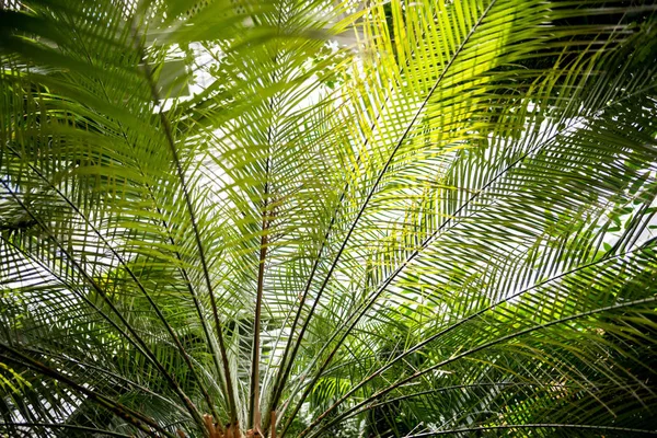 Гілки пальмового дерева з зеленим листям і сонячним світлом — стокове фото