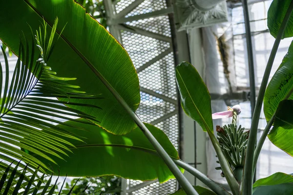Vue à angle bas des feuilles vert palmier agianst plafond dans le jardin botanique — Photo de stock