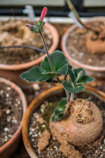 Selective focus of potted plant with green leaves and pink flower — Stock Photo