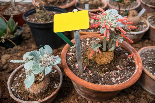 Close up view of potted plants and empty signboard — Stock Photo