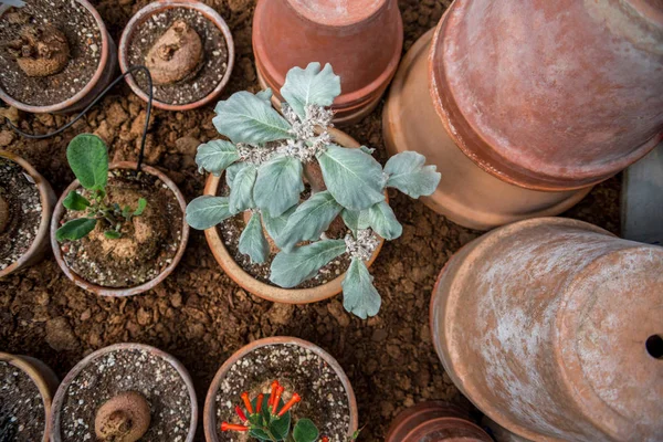 Vista superior de las plantas en macetas colocadas en filas y pilas de macetas - foto de stock