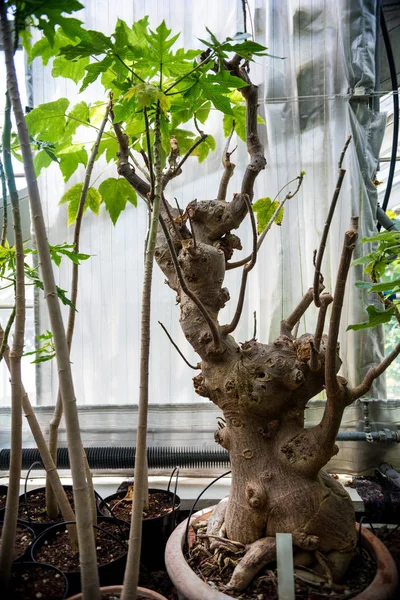 Close up view of bonsai trees in pots in botanical garden — Stock Photo