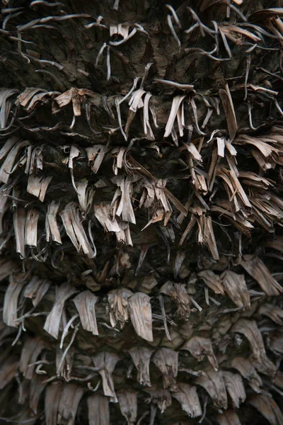 Bark — Stock Photo