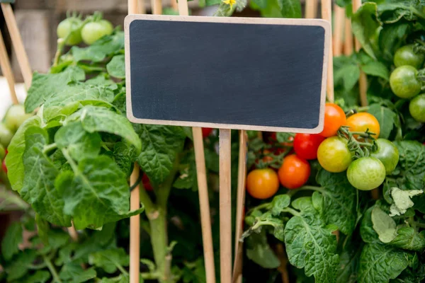 Blackboard — Stock Photo