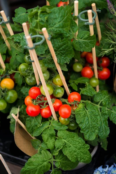 Close up image of ripe and unripe cherry tomatoes on wooden sticks with green leaves — Stock Photo