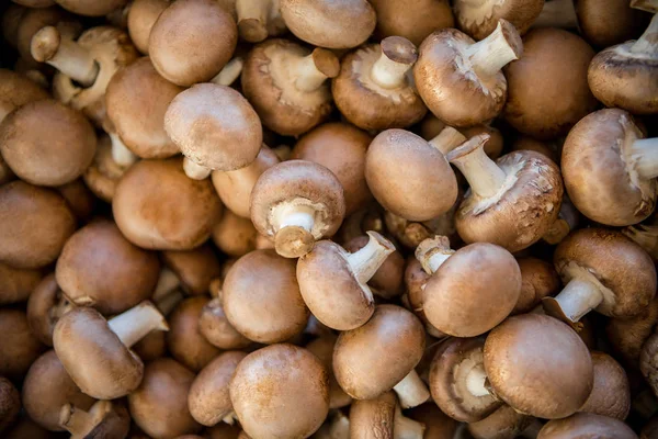 Mushrooms — Stock Photo