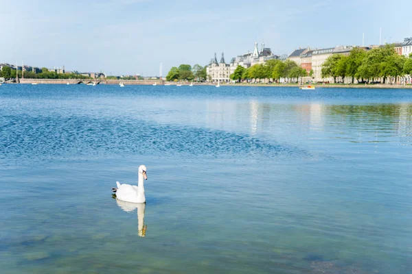 Paisaje urbano con río y cisne en primer plano en Copenhague, Dinamarca - foto de stock