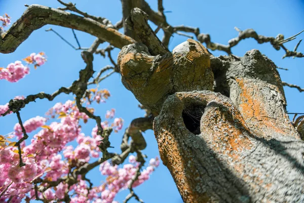 Visão de ângulo baixo de árvore sakura com flores cor-de-rosa em ramos contra céu azul sem nuvens — Fotografia de Stock