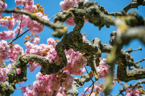 Branches of sakura tree with pink flowers against bright blue sky — Stock Photo