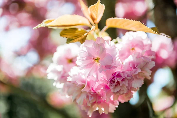 Vista de cerca de flores rosadas en la rama del árbol de sakura - foto de stock