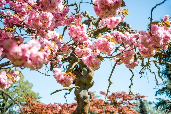 Close up view of pink flowers on branches of sakura tree — Stock Photo