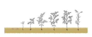Beyaz Arka Plan büyüyen tohum aşamasında bitki tarımsal Organik Soya fasulyesi